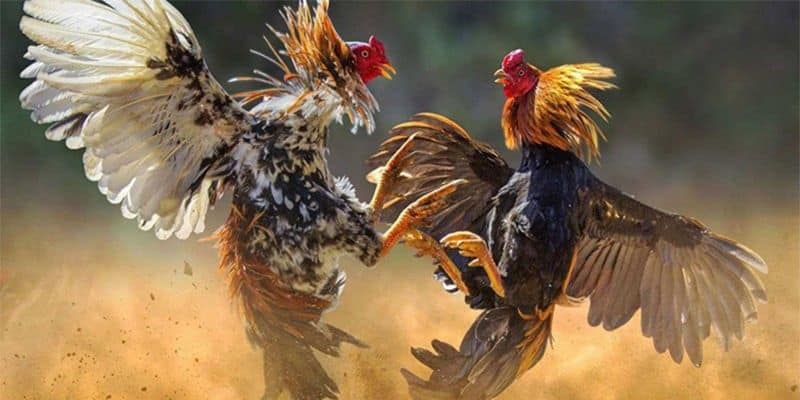 Giới thiệu về Thế Giới Đá Gà 247